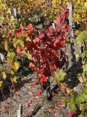 On black grape varieties, the leaves of vines affected by <b> <i> Armillaria mellea </i> </b> take on a red color.  (root rot)