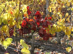 On black grape varieties, the leaves of vines affected by <b> <i> Armillaria mellea </i> </b> take on a red color.  (root rot)