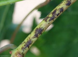 Brownish lesions on twig not yet ripe.  <i> <b> Erysiphe necator </i> </b>