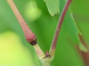 Annular scarring on the spawning area of ​​<i> <b> Stictocephala bisonia </i> </b>