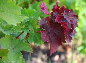 Strong reddening of the foliage at the end of a twig indicating an attack by the hartebeest leafhopper (<i> <b> Stictocephala bisonia </i> </b>).