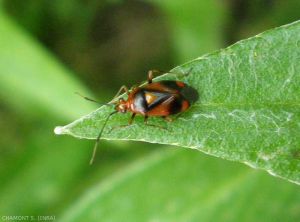 <em> Deraeocoris ruber </em> adult, Miridae bug predatory of pests such as aphids, psyllids, mites, etc.  <strong> Biological control </strong>