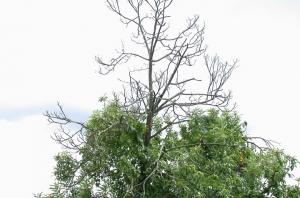 Maladie du chancre - Cryphonectria parasitica