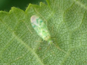 <i> Malacocoris chlorizans </i> is a small bug (3-4 mm) Miridae, present on deciduous trees and particularly on hazel.  This green-winged bug feeds on mites, aphids and leafhoppers.  (delicate apple capsid)