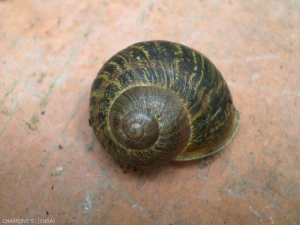 helix-aspersa