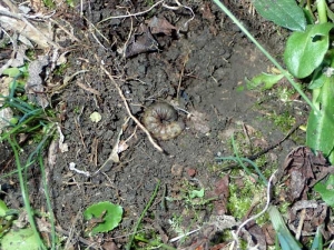 <em> Noctua pronuba </em> caterpillar buried in the ground during the day.