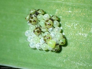 Bedbug eggs are laid on vegetation or on the ground.  The larvae have the same diet as the adults.