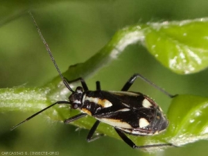 <em> Capsodes sulcatus </em>, nicknamed the grapevine grisette, is a secondary pest of the vineyard.  Photo by G. Carcassès, insecte.org