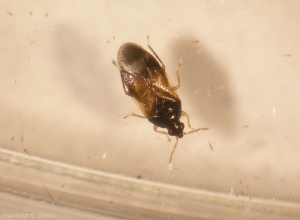 Predatory bug of the genus <em> Anthocoris </em>.