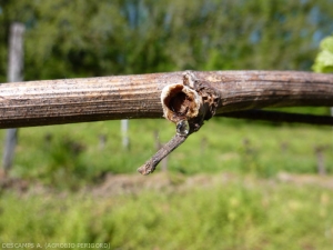 mange-bourgeon-ADescamps