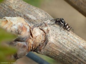 Spider of the Salticidae family on the lookout on vine wood.