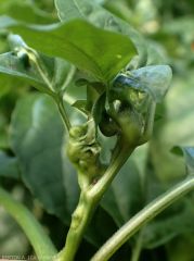 Chili pepper leaves and stems deformed by <i><b>Clinodiplosis capsici</b></i>.