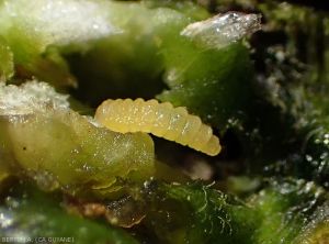 Zoom on a <i><b>Clinodiplosis capsici</b></i> larva extracted from a pepper gall