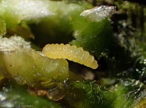 Zoom on a <i><b>Clinodiplosis capsici</b></i> larva extracted from a pepper gall