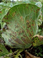 Characteristic dry necrotic spots: <i><b>Xanthomonas campestris</i></b>