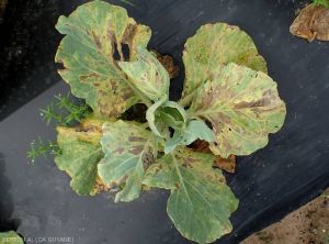  Headed cabbage heavily affected by black rot 