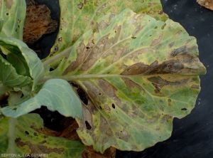 Severe necrosis on headed cabbage leaf: <i><b>Xanthomonas campestris</i></b>