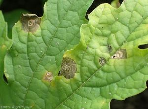Appearance of lesions caused by <i><b>Myrothecium roridum</i></b> on sorossi leaf (<i>Momordica charantia</i>)