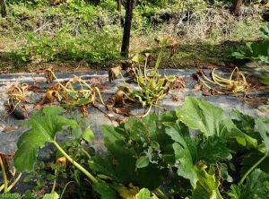 Wilting of 3 courgettes in a planting line: <i><b>Ralstonia solanacearum</i></b>
