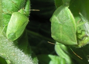 Stink bug 3 - Zimbabwe