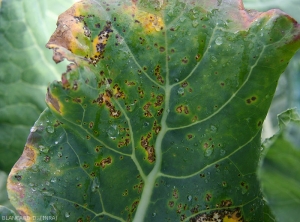 Xanthomonas-campestris-CHOU-3