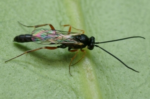 <em> Diadegma </em> sp., hypooptera Campopleginae parasitoid of the moth.  Photo P. Gros (insecte.org)