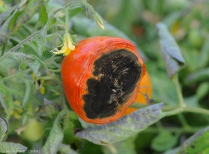 Alternaria-alternata1