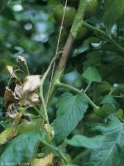 A moist, dark brown weathering developed from a disbudding wound.  In addition to girdling the stem, it now reaches the petiole of a leaf.  <b> <i> Didymella lycopercisi </i> </b> (<i> Didymella </i>, <i> Didymella </i> leaf spot)