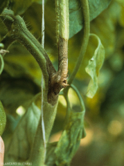 Canker brown on the periphery, paler in the center, well demarcated.  <b> <i> Didymella lycopersici </i> </b> (<i> Didymella </i> canker, <i> Didymella </i> stem canker and fruit rot)