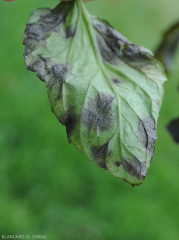 Detail of the wet and blackish spots present on the underside of a tomato leaflet.  <b> <i> Didymella lycopercisi </i> </b> (<i> Didymella </i>, <i> Didymella </i> leaf spot