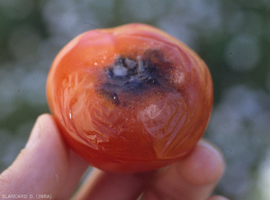 An early, slightly brownish lesion spread from the stalk scar of this fruit.  It is slightly concave and the film turns out to be more or less wrinkled.  The presence of melanized mycelial filaments and black pycnidia explains the dark tint visible in the center of the lesion.  <b> <i> Didymella lycopercisi </i> </b> (<i> Didymella </i> rot, <i> Didymella </i> fruit rot)