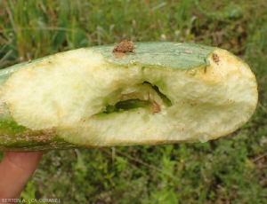 achatine-concombre