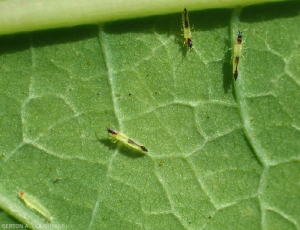 Corynothrips-stenopterus1