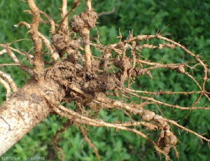 nematode-gombo