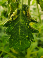 Cette foliole de tomate est partiellement déformée à cause de la présence de nombreuses intumescences formées à la face inférieure du limbe. <b>Intumescences</b> (oedema)