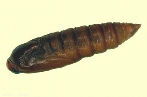 Eudemis chrysalis, <em> Lobesia botrana </em>, grape berry moth.