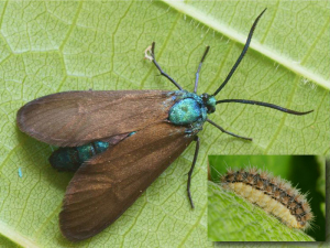 <em> Theresimima ampellophaga </em> butterfly and caterpillar (in the frame), occasional pest of the vine.  Photo by P. Gros (insecte.org)