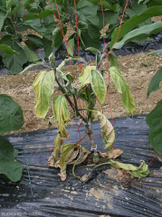 <i><b>Sclerotinia sclerotiorum</b></i> (<i>Sclerotinia</i> drop) on eggplant.