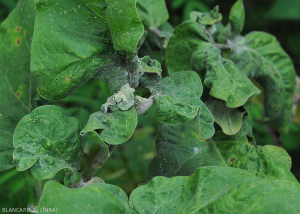 Cochenilles2