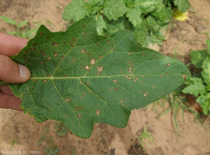 Leaf blight 