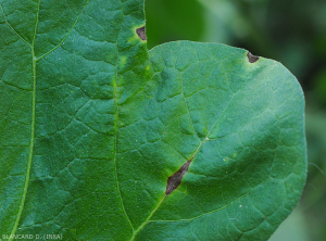 Corynespora2