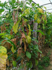 Chlorosis and severe dryness of the leaves on several plants.  <i> Fusarium oxysporum </i> f.  sp.  <i> melongenae </i>