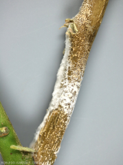 Cankerous alteration of the stem on which cream to pink cottony pads form called sporodochia producing numerous conidia.  <b><i> Fusarium oxysporum </i> f.  sp.  <i> melongenae </i></b>