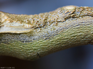 One-sided browning of the stem forming a chancery, brownish necrotic damage developed over several centimeters in length. <b><i> Fusarium oxysporum </i> f.  sp.  <i> melongenae </i></b>