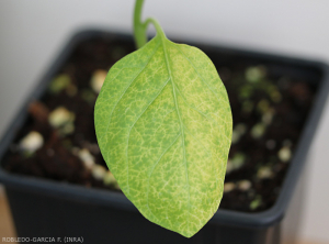 Chlorosis of a basal leaf with lightening of the veins of the blade.  Plant inoculated with <b><i> Fusarium oxysporum </i> f.  sp.  <i> melongenae </i></b>