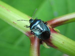 <em><b> Zicrona caerulea</b> </em> is a metallic blue colored Pentatomidae bug that feeds on small insects.  Photo V. Lefebvre (insecte.org)