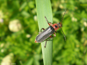 The <em>Cantharis</em> also called <strong>moine telephore</strong>, are recognized by their black elytra and the red pronotum with often a black spot.