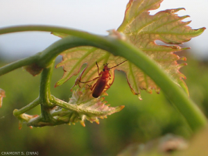 The <strong>fawn telephore</strong>, <em><b>Rhagonycha fulva</b></em> can be recognized at the end of the darker elytra.