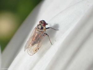 <em><b>Hyalesthes obsoletus</em></b> adult, vermilion red eyes, black spot on the lower quarter of the transparent wing, black patch.