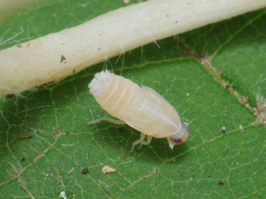 The larva of <em><b>Hyalesthes obsoletus</b></em> is whitish with a tuft of waxy hair at the end of the abdomen. Photo of P. Gros (insecte.org)